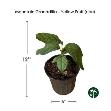 Mountain Sweet Granadilla Plant Exotic Passiflora ligularis from Guatemala Yellow Fruit (ripe)